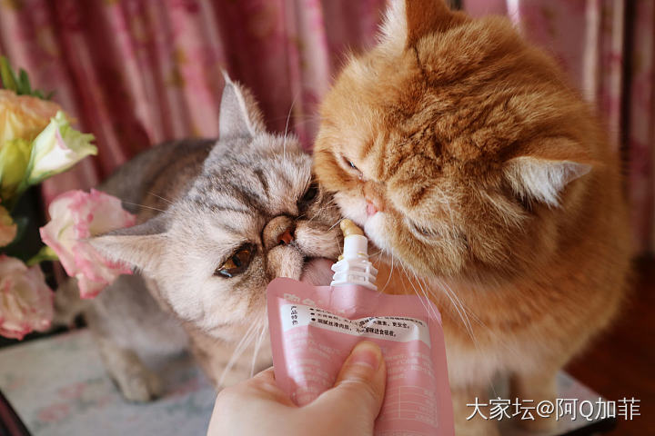 老夫老妻_猫宠物