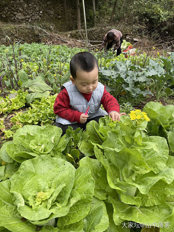 我家的储备菜…_菜园