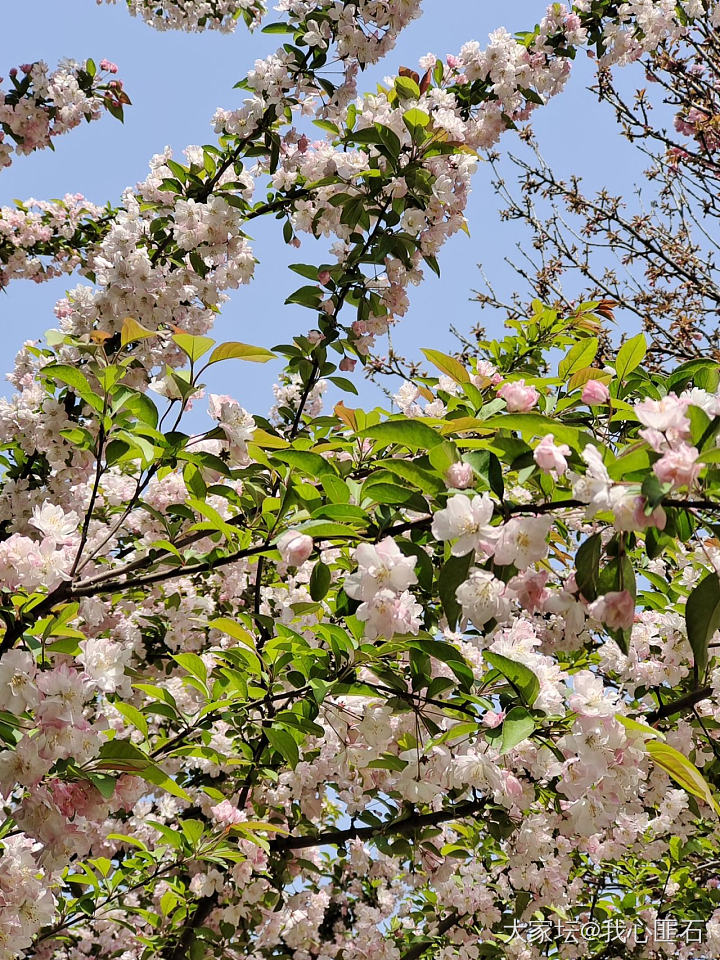 再来点🌸🌸的世界_和田玉银花