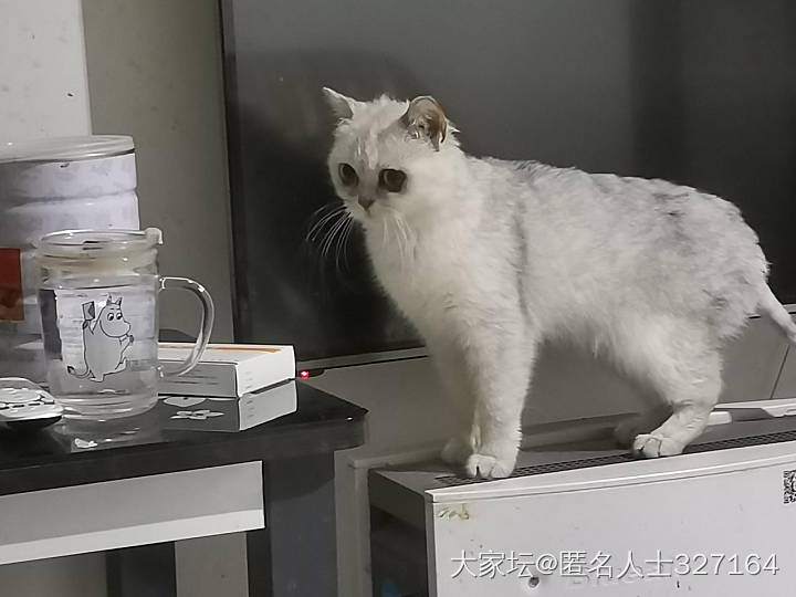 猫鼻支后遗症_猫