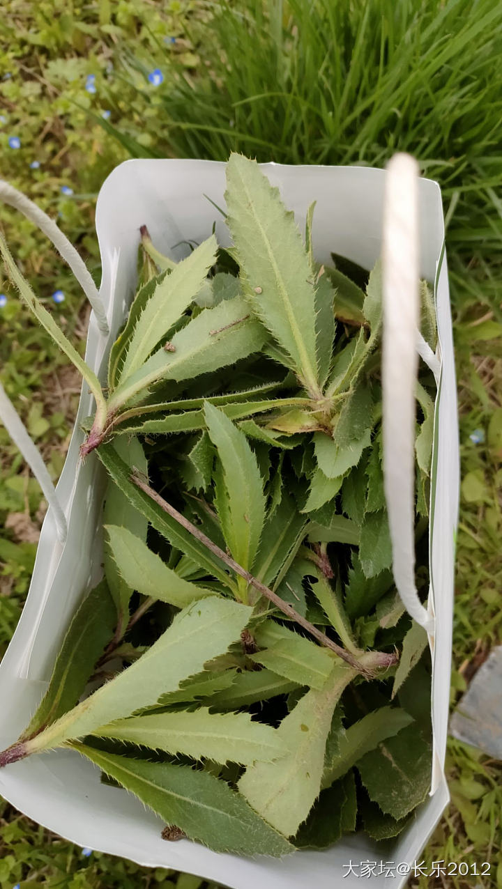 午休，在单位空地挖的野菜_食材