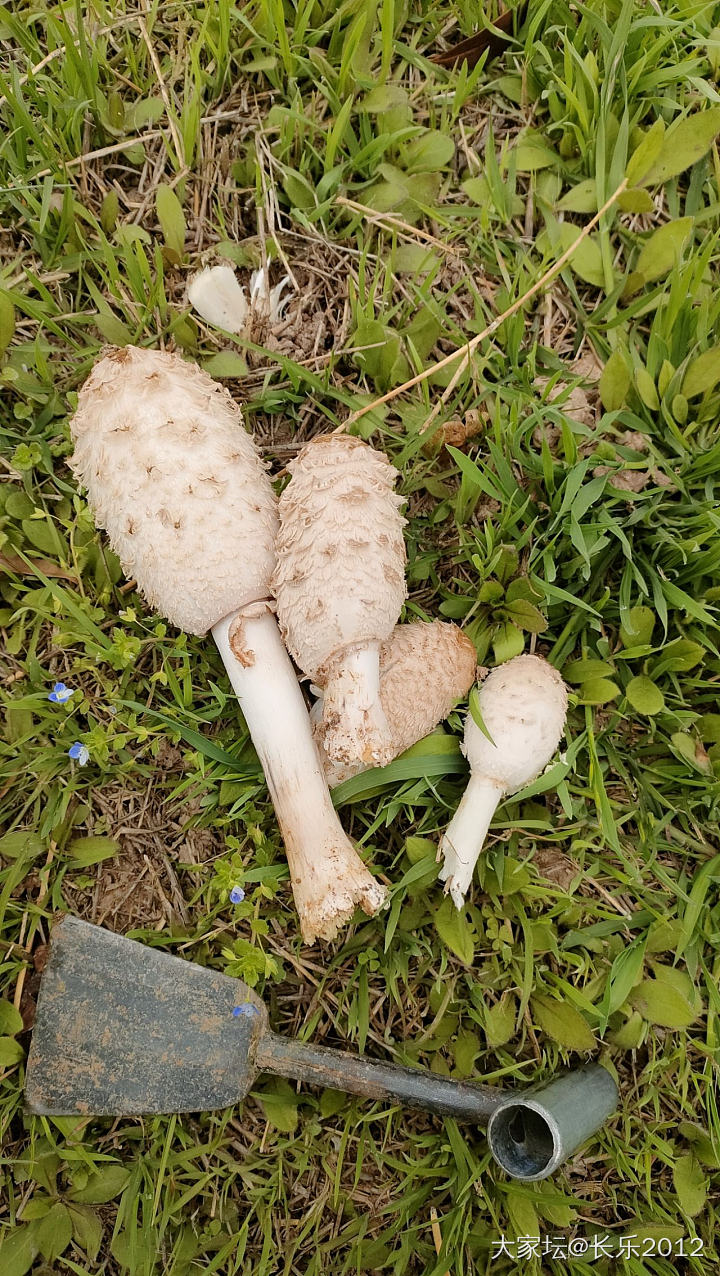 午休，在单位空地挖的野菜_食材