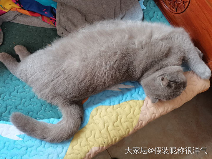 你们说，挺帅一小伙子，怎么就非得活成段子了呢😓_猫