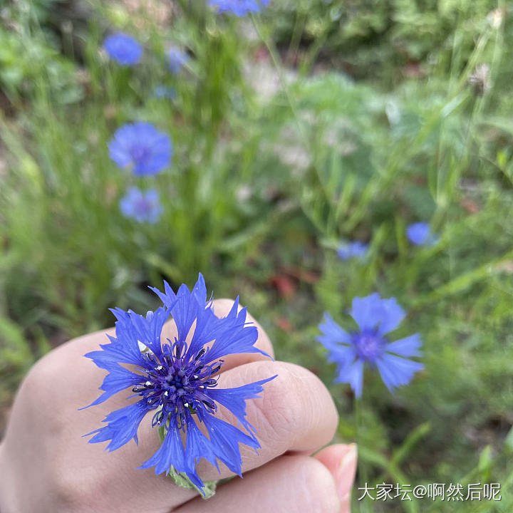 矢车菊戒指_花