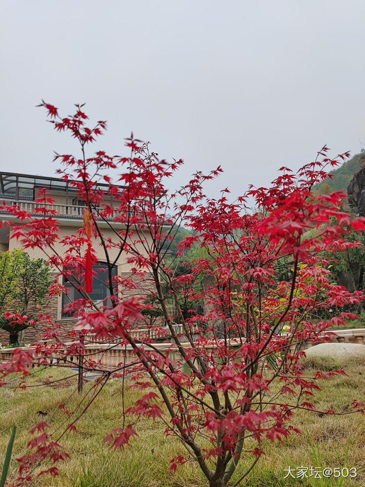 守间小院 细数流年……有小院的坛友们来秀个_闲聊