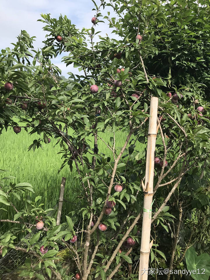 守间小院 细数流年……有小院的坛友们来秀个_闲聊