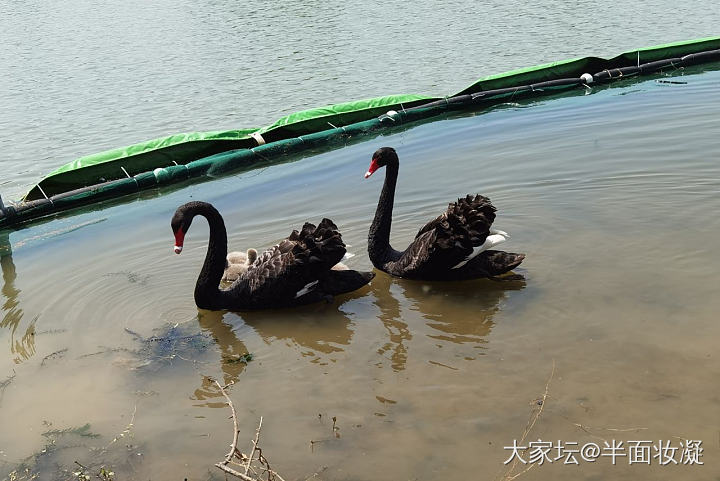 周末天气好，出门溜娃，晒晒心爱的镯几，放松一下心情，每天闷在小区实在无聊，希望疫..._银