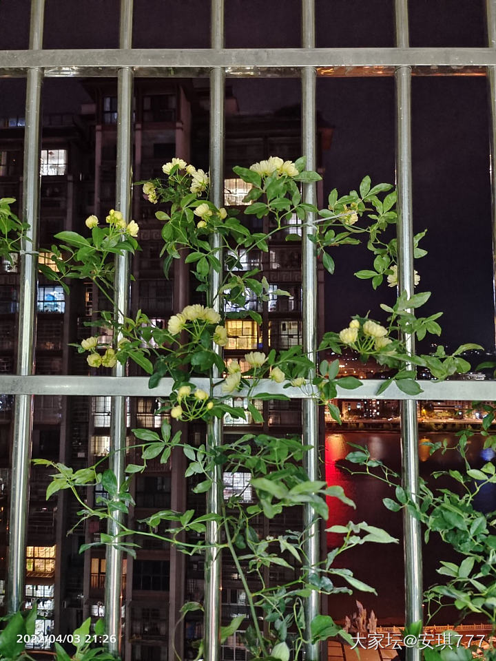 我的黄木香开了_植物