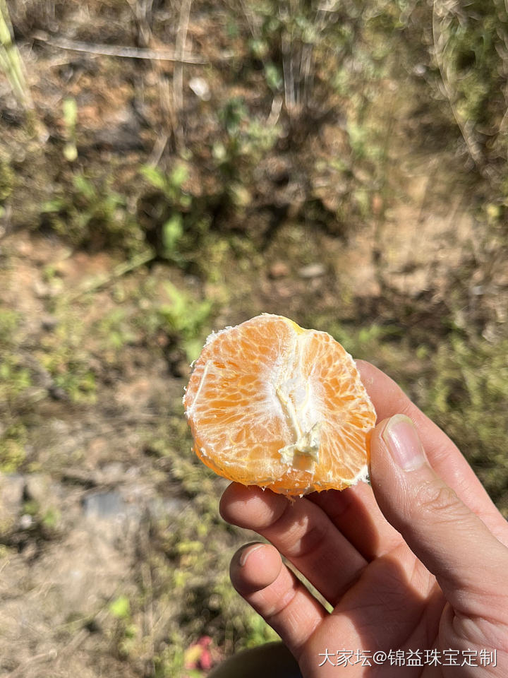 沃柑，清甜爽口，蛇皮袋安排上，白花菜煮汤，纯天然绿色食品_旅游