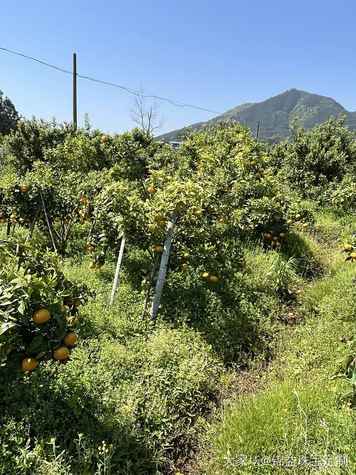 沃柑，清甜爽口，蛇皮袋安排上，白花菜煮汤，纯天然绿色食品_旅游