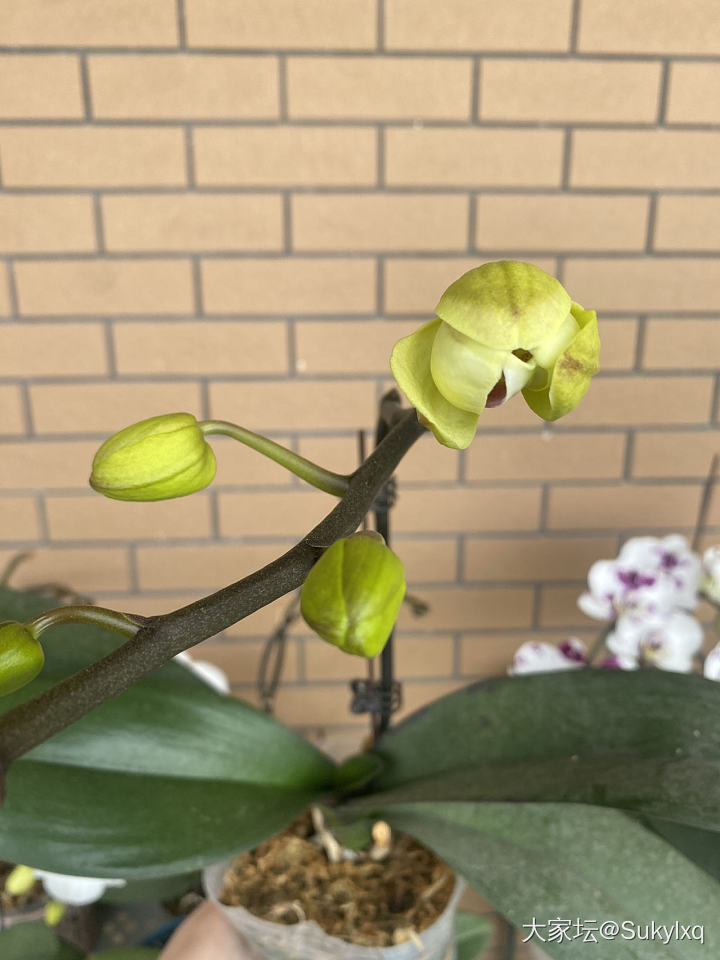 有喜欢蝴蝶兰的吗？_植物