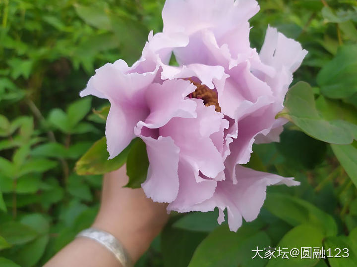 牡丹？_植物