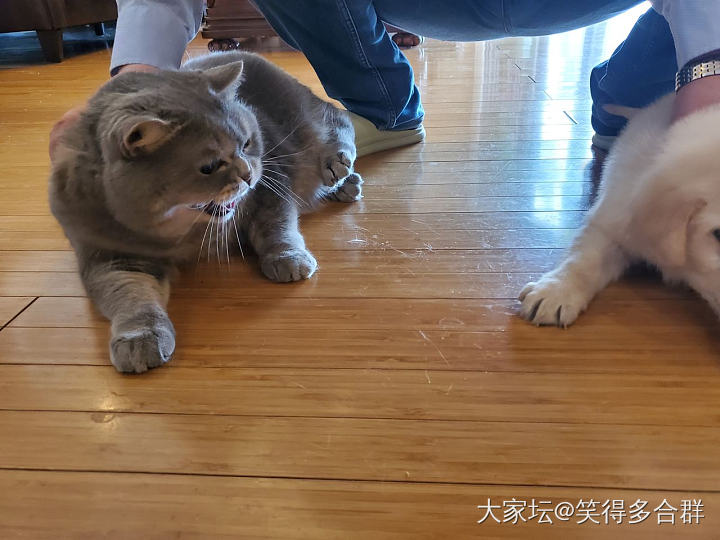 有缘无分的狗子_猫狗宠物