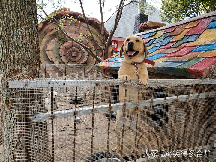 有缘无分的狗子_猫狗宠物