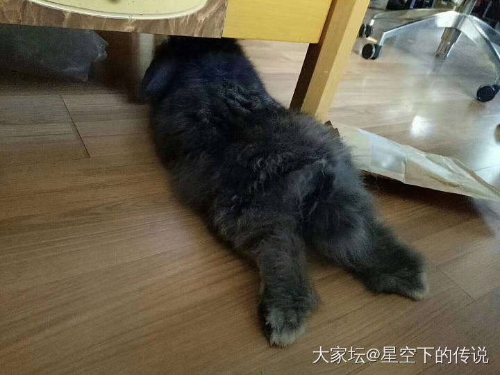 有缘无分的狗子_猫狗宠物