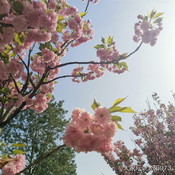 奈良八重樱_景色