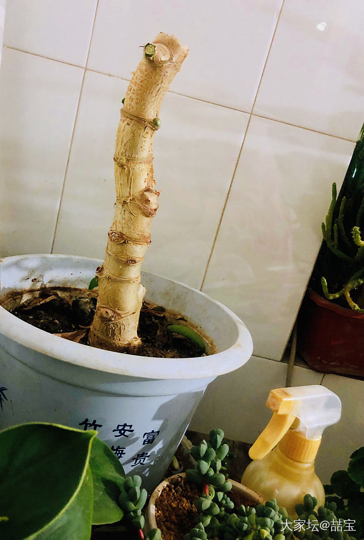 要被我婆婆笑死了_植物