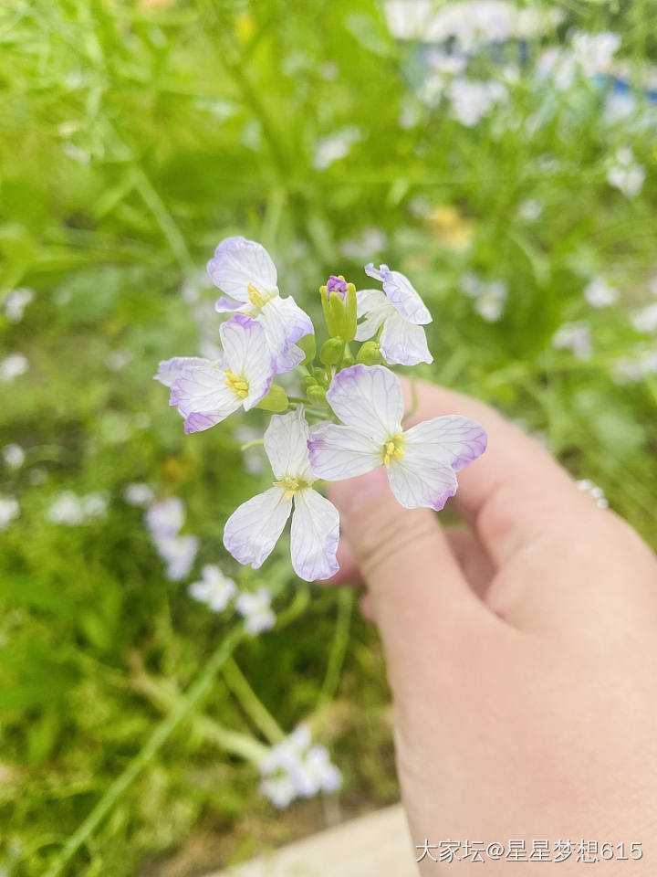 花朵的美丽！_花