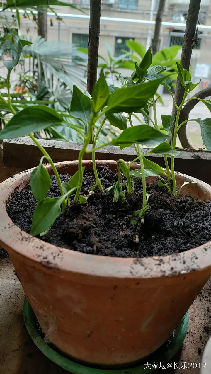 “小花园”搞起来_植物