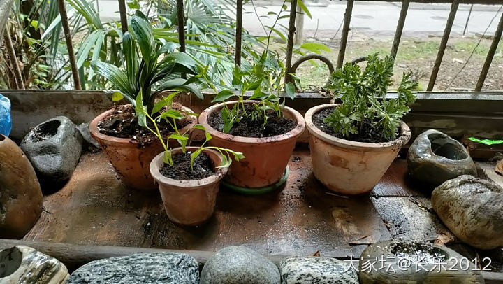 “小花园”搞起来_植物