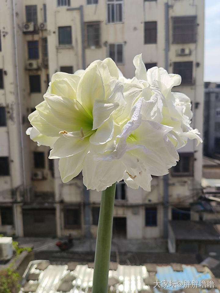 阿弗雷六朵全开啦_花