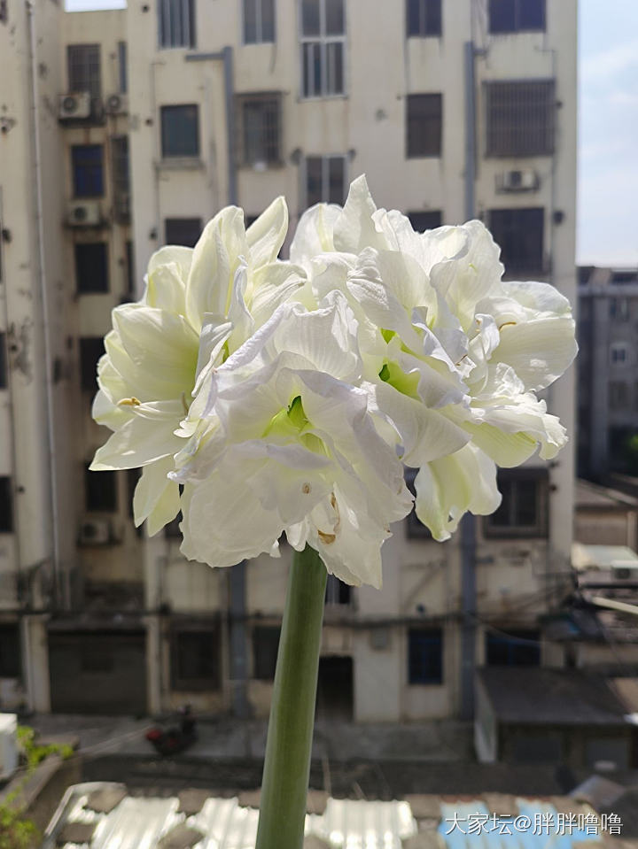 阿弗雷六朵全开啦_花