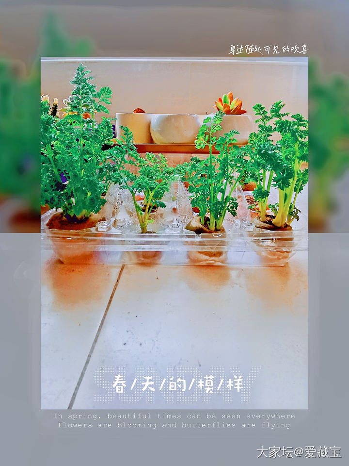 我又来了😂😂😂_植物