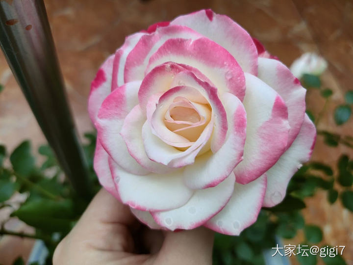 大家在发花花，那我也发吧，一夜雨后怒放。_花