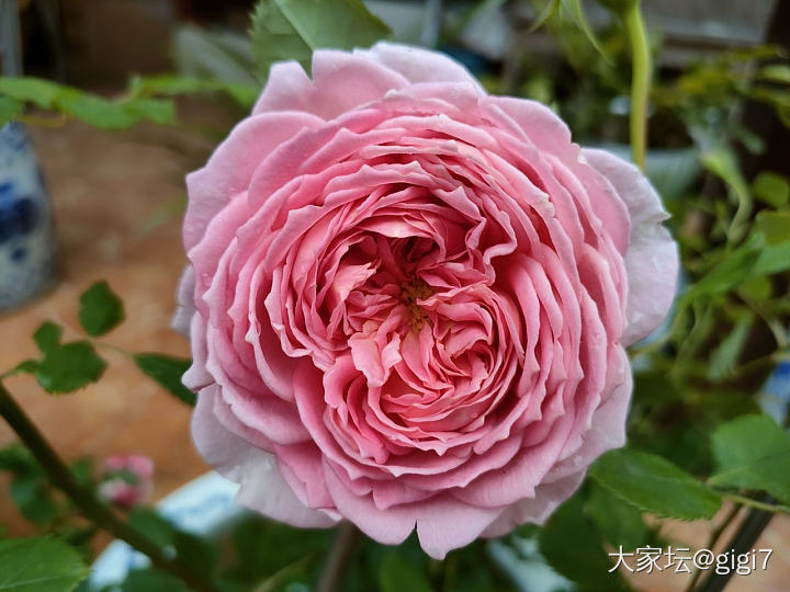 大家在发花花，那我也发吧，一夜雨后怒放。_花