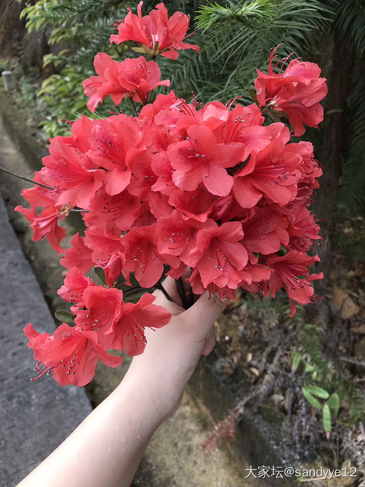 杜鹃坡！_花