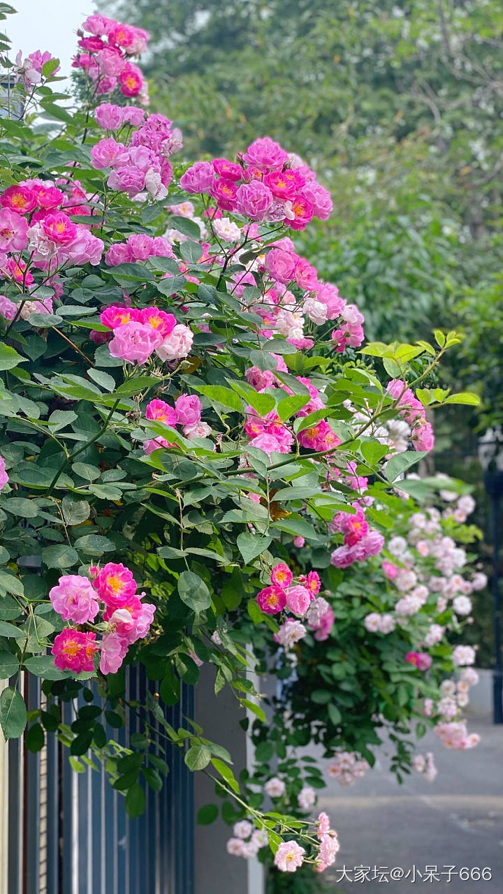 蔷薇花开_花