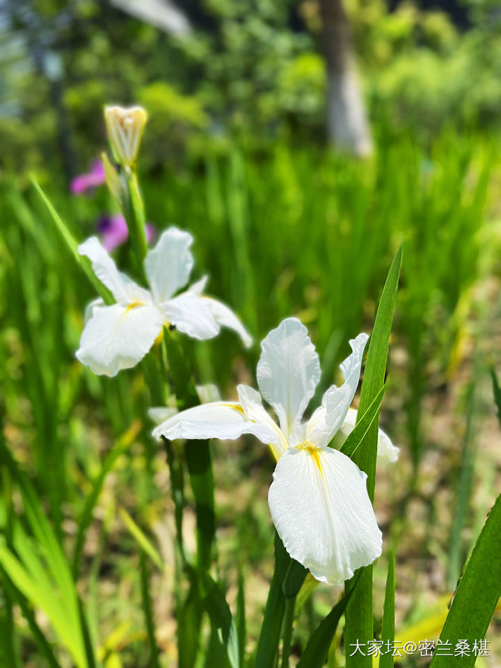 四月芳菲尽_花