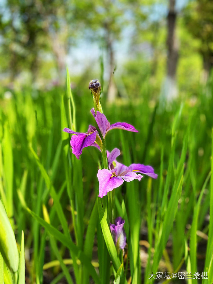 四月芳菲尽_花