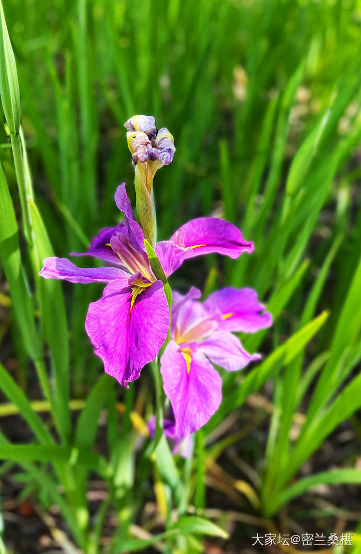 四月芳菲尽_花