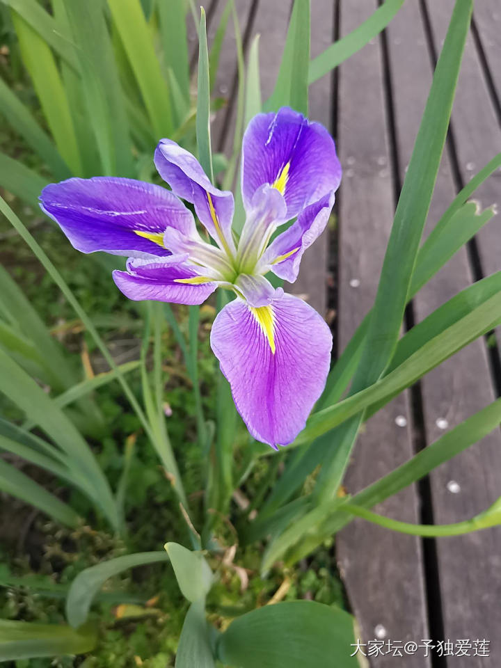 四月芳菲尽_花