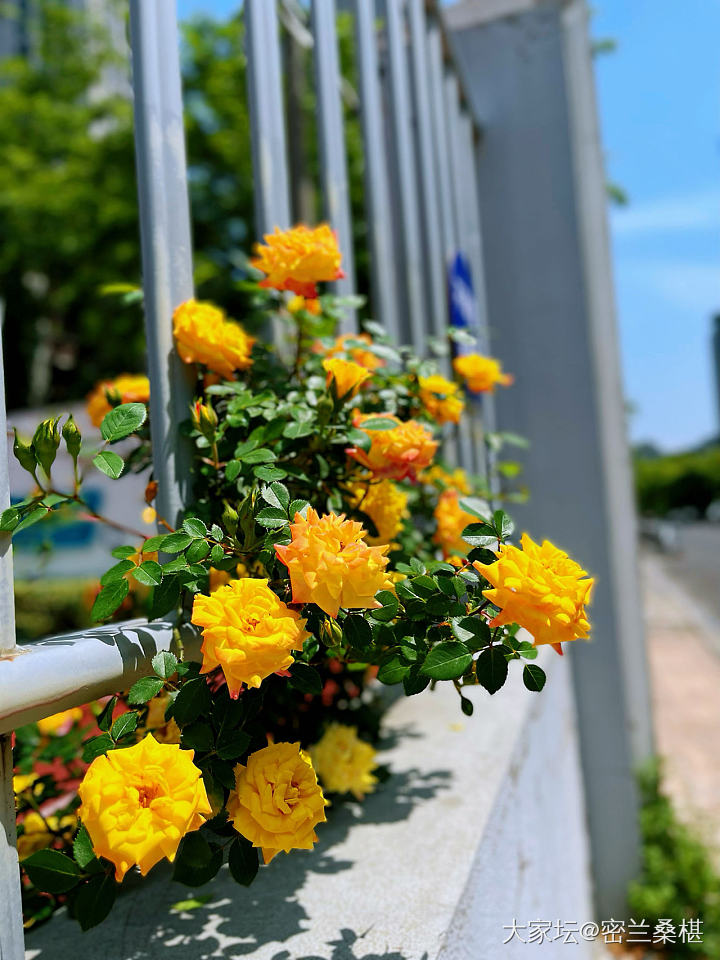 四月芳菲尽_花