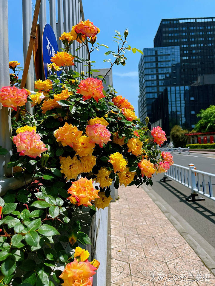 四月芳菲尽_花