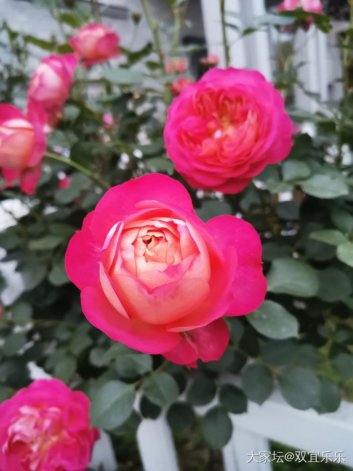 花花大头照！_花