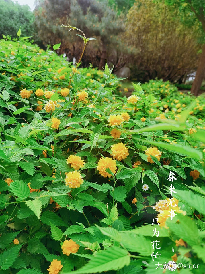 花开的季节_花