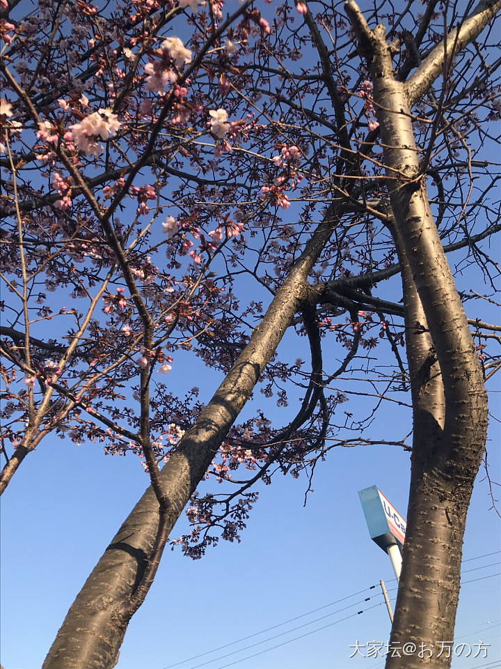 北海道樱花🌸始盛开_花