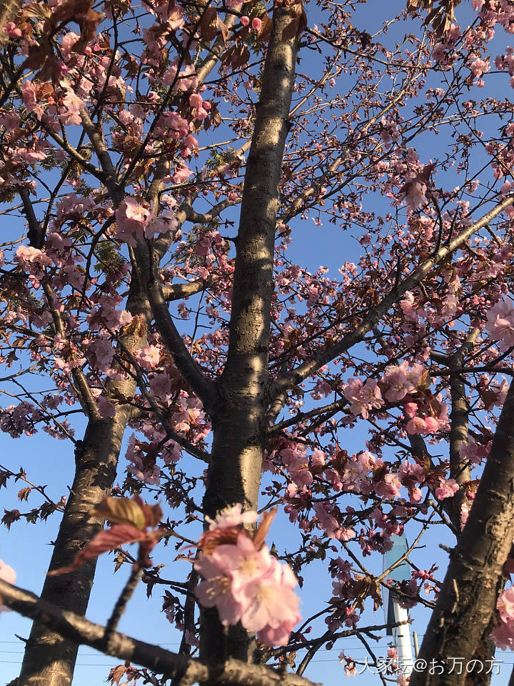 北海道樱花🌸始盛开_花