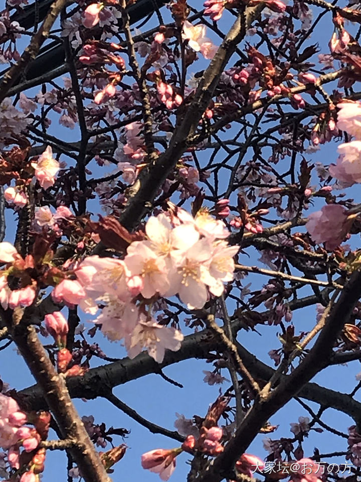 北海道樱花🌸始盛开_花