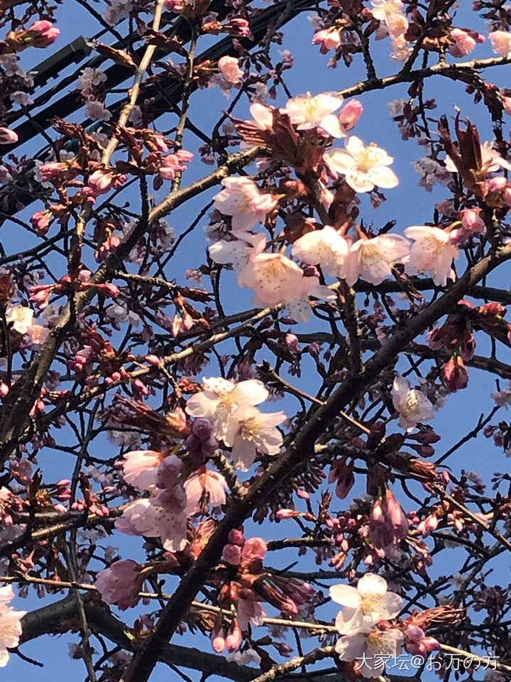 北海道樱花🌸始盛开_花