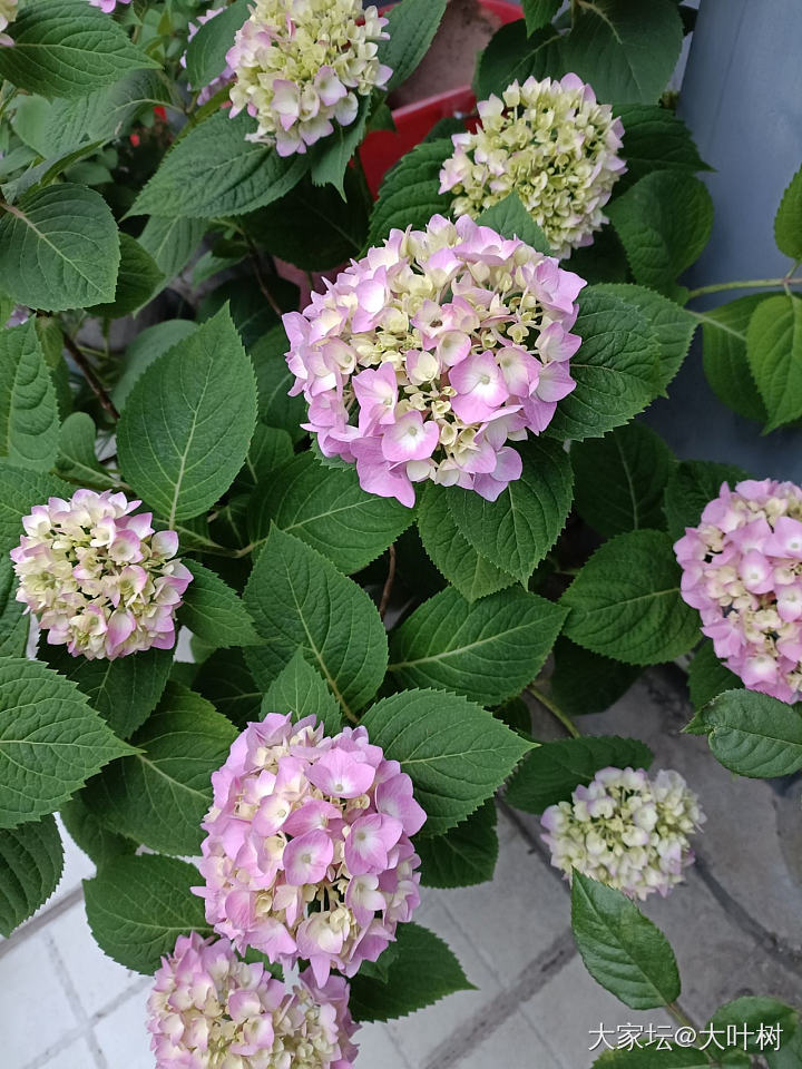 在屋顶花园上一边赏花一边吃烧烤特别美_植物