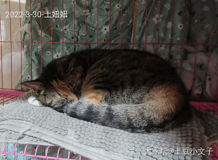 好久不见_猫宠物