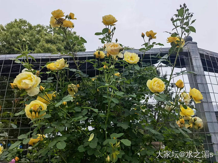 你看 一晃两三年  匆匆又夏天_花