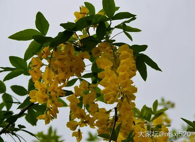 紫槐花白槐花～花香扑鼻～_植物闲聊