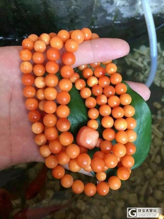 有眼福咯。玩那么久今天算是有眼福咯_砗磲