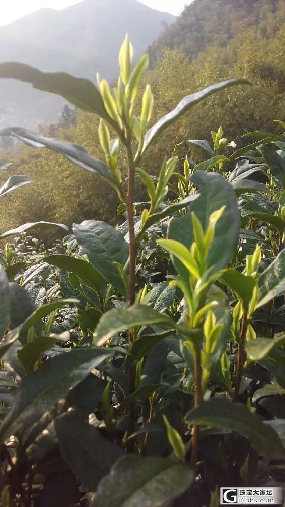 安吉白茶还有高山绿茶开团喽~_珠宝