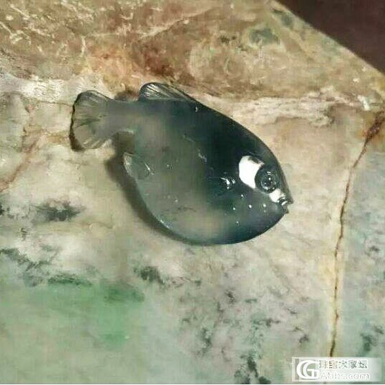 发现一个萌物---河豚_翡翠